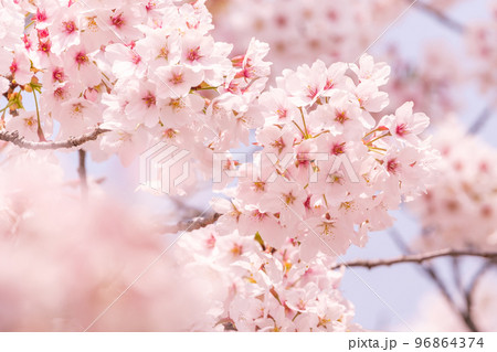 桜 96864374