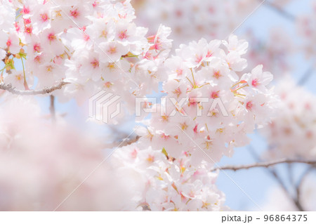 桜（ソフトフォーカス） 96864375