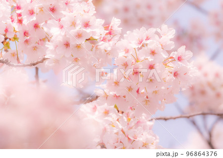 桜（ソフトフォーカス） 96864376