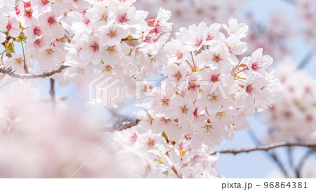 桜 96864381