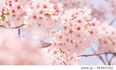 桜 96864382