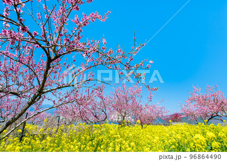 山梨県 桃の咲き誇る笛吹桃源郷　～釈迦堂遺跡博物館周辺～ 96864490