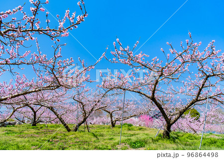 山梨県 桃の咲き誇る笛吹桃源郷 ~釈迦堂遺跡博物館周辺~ 山梨県 桃の咲き誇る笛吹桃源郷 ~釈迦堂遺跡博物館周辺~ 96864498