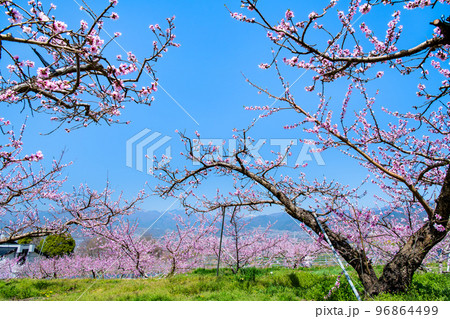 山梨県 桃の咲き誇る笛吹桃源郷 ~釈迦堂遺跡博物館周辺~ 山梨県 桃の咲き誇る笛吹桃源郷 ~釈迦堂遺跡博物館周辺~ 96864499