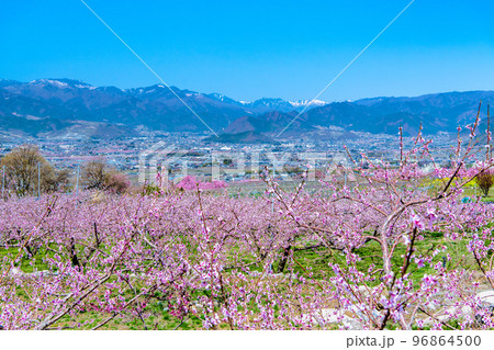山梨県 桃の咲き誇る笛吹桃源郷　～釈迦堂遺跡博物館周辺～ 96864500