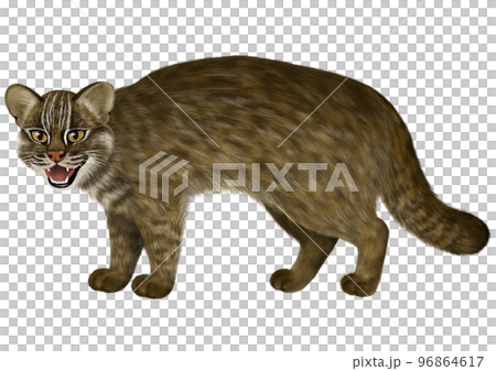 Iriomote野貓圖像 96864617