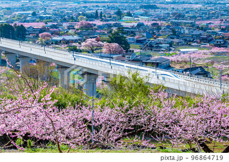 山梨県 笛吹桃源郷 ~桃の花とリニア実験線~ 山梨県 笛吹桃源郷 ~桃の花とリニア実験線~ 96864719