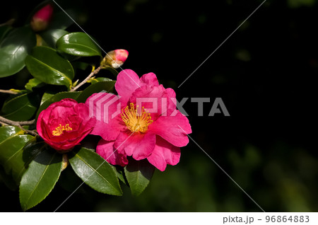 サザンカの花 96864883