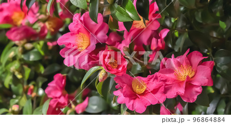 サザンカの花 サザンカの花 96864884