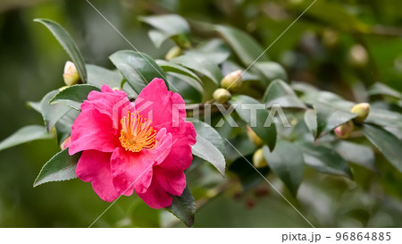 サザンカの花 サザンカの花 96864885