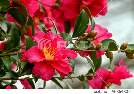 サザンカの花 サザンカの花 96864886