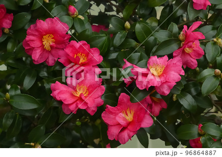 サザンカの花 サザンカの花 96864887