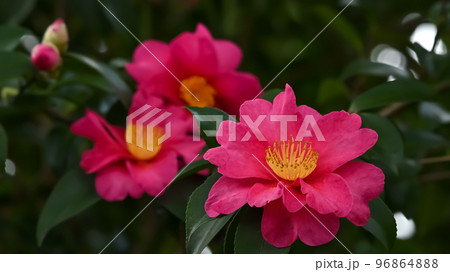 サザンカの花 サザンカの花 96864888