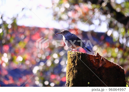 輝きの中で遠くを見つめる野鳥 96864997