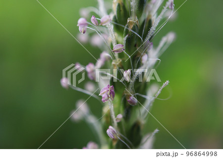 オオバコ 96864998