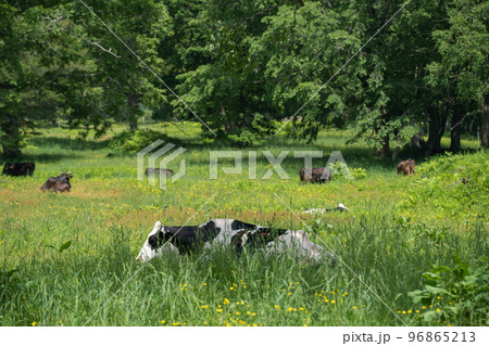初夏の笹ヶ峰高原で放牧される牛 96865213
