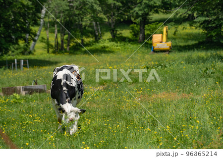 笹ヶ峰高原でのんびり暮らす牛 96865214