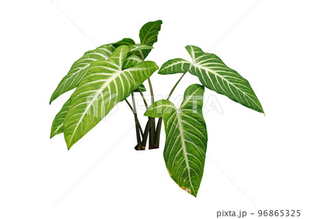 Xanthosoma Lindenii leaf 96865325