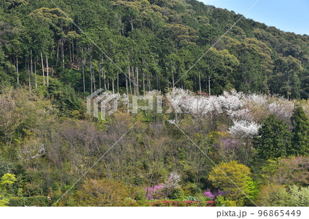 日本の京都府の京都市　春の季節の清水寺　周辺の美しい桜と新緑 96865449