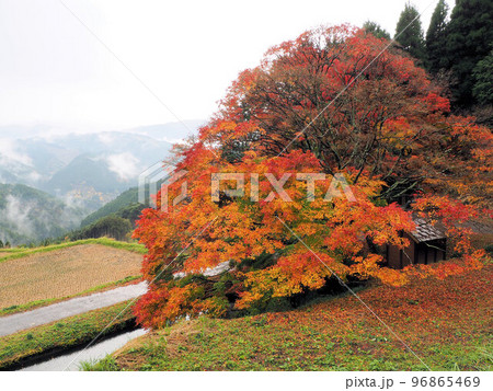 平野の大もみじ　熊本県上益城郡山都町三ケ 96865469
