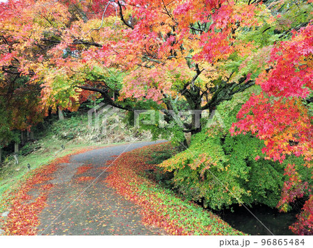 平野の大もみじ　熊本県上益城郡山都町三ケ 96865484