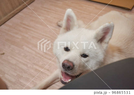 白の秋田犬のポートレート 白の秋田犬のポートレート 96865531