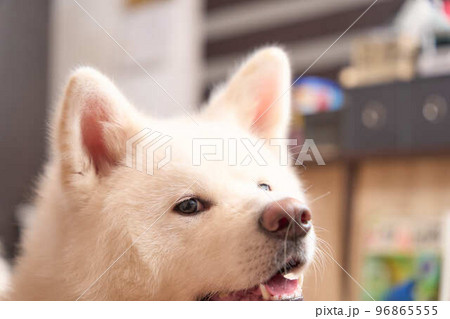 白の秋田犬のポートレート 白の秋田犬のポートレート 96865555