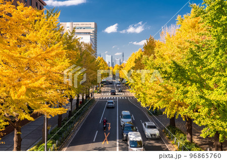 《神奈川県》秋の山下公園通り・黄葉のイチョウ並木 96865760