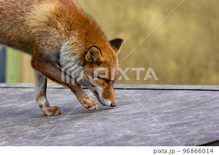 EOSR6.広島市内、キツネの屋根工事。 96866014