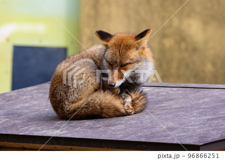 EOSR6.広島市内、キツネ寝床確保。の写真素材 [96866251] - PIXTA