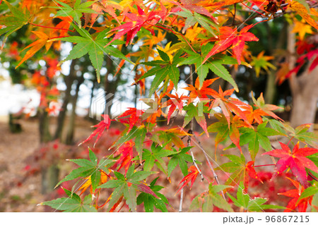 鮮やかでカラフルな紅葉の自然風景(秋のもみじ) 鮮やかでカラフルな紅葉の自然風景(秋のもみじ) 96867215