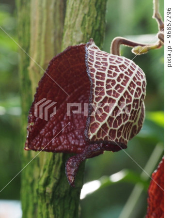 アリストロキア・サルバドレンシス Aristolochia salvadorensis アリストロキア・サルバドレンシス Aristolochia salvadorensis 96867296