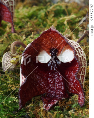 アリストロキア・サルバドレンシス　Aristolochia salvadorensis 96867297