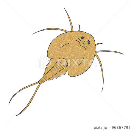 カブトエビ 96867792