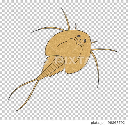 カブトエビ 96867792