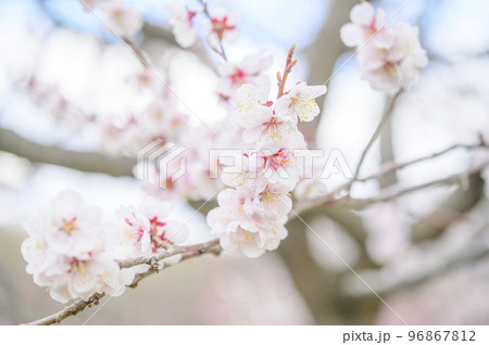 梅の花（白梅）のクローズアップ 96867812