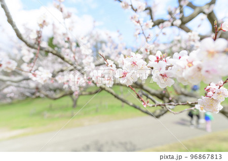 梅の花(白梅)のクローズアップ 梅の花(白梅)のクローズアップ 96867813