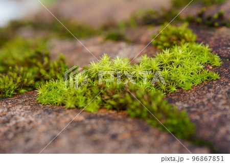 石の割れ目に張り付く苔「エゾスナゴケ」かな？...3 96867851