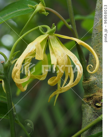 イランイランノキの花 Cananga odorata イランイランノキの花 Cananga odorata 96868013