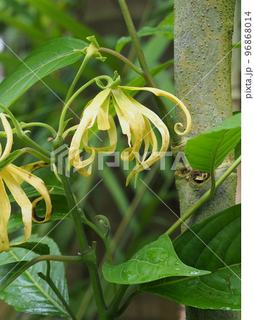 イランイランノキの花 Cananga odorata イランイランノキの花 Cananga odorata 96868014