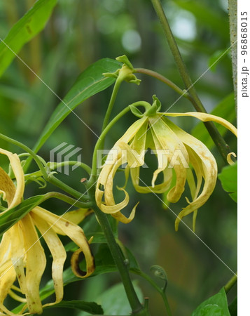 イランイランノキの花 Cananga odorata イランイランノキの花 Cananga odorata 96868015