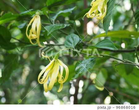イランイランノキの花　　Cananga odorata 96868016