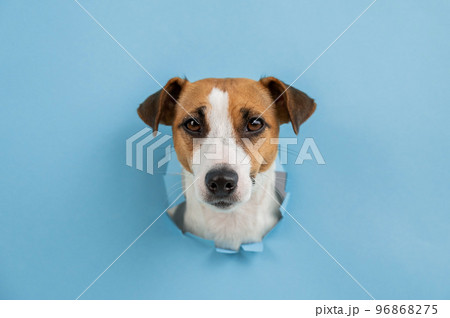 Funny dog muzzle from a hole in a paper blue background. Copy space.  96868275
