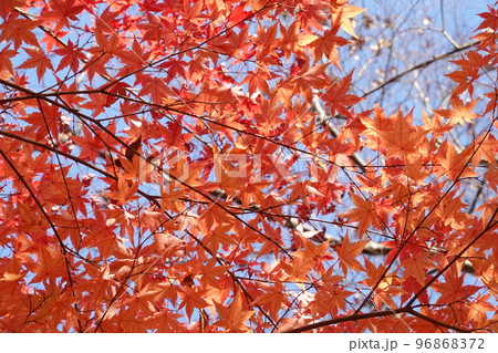 紅葉 紅葉 96868372