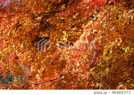 紅葉 紅葉 96868373