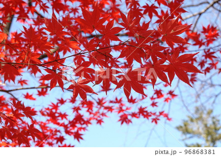 紅葉 紅葉 96868381