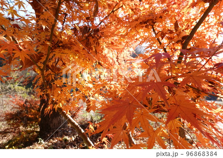 紅葉 96868384