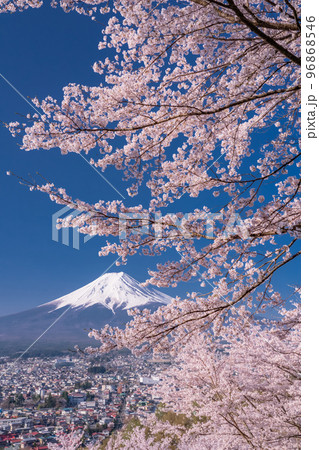 《山梨県》富士山と満開の桜・春の新倉山浅間公園 96868546