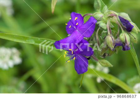ムラサキツユクサの紫色花【緑背景】 ムラサキツユクサの紫色花【緑背景】 96868637
