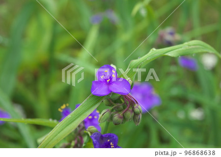 ムラサキツユクサの紫色花【緑背景】 ムラサキツユクサの紫色花【緑背景】 96868638